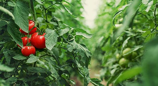Reifegrad einer Tomate wird ermittelt.